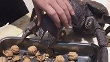 广东小伙的开核桃神器，不光能开核桃，椰子酒瓶什么都行！