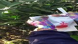 开始忙起来了，包橘子了
