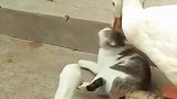 猫：主人快来，这大鹅又来欺负我了！