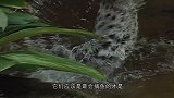 狗狗隔三差五带回大鱼，主人暗中观察后发现不得了