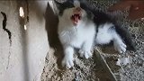 失去母亲的流浪小猫，躲墙角呜呜叫，小伙想收养！