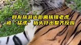 网友旅游近距离抚摸老虎，被猛虎抬头吓出整齐反应