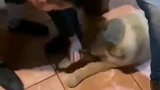 防止被偷油买个了狗，第二天狗丢了