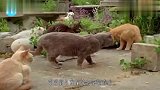 猫咪吸了猫薄荷之后，下一秒失去了控制，镜头拍下搞笑画面