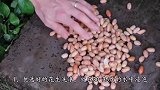 只需学会这几步，花生再也不用买了，你也快试试吧！
