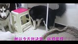 对哈士奇放个屁，会发生什么