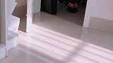 狗狗第一次穿上衣服不会走路了，刹车全靠脸