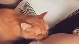 橘猫起床，再不起床，后果很严重