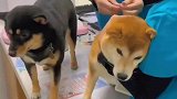 看完笑翻你这狗狗笑死了