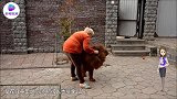 熊入侵民宅，警察束手无策，最后却被狗狗秒杀！