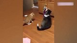 猫咪和狗狗玩耍，玩着玩着就打了起来，你俩这是怎么了啊！