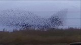 爆新鲜-20161218-英国上万只鸟空中“群舞”：景象壮观宛若黑云