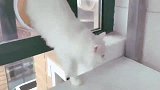 老公给猫咪做的户外管道，猫咪再也没回过家！