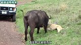 百来公斤的母狮单独狩猎千斤野牛，结局出乎意料，狮子太厉害了