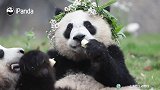 大熊猫时尚秀