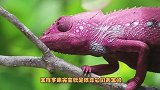 变色龙的伪装术，变色龙是如何完成身体颜色转变的，你想知道吗