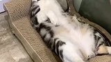 猫：主人买的床垫睡起来真舒服呀！