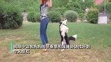 边牧与主人一起跳舞节奏感超强，最强灵魂舞者