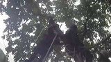 浙江金华：老人摘板栗倒挂树上，民警以身相“顶”助其脱险