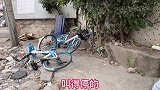 母狗生了小孩向人讨食，吃了罐头后叩头致谢，懂得感恩的小狗