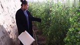 酸酸甜甜的圣女果是这样种植的，大冬天的产量还这么好