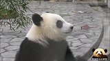 熊猫天线宝宝呆坐地上乖乖的，隔着玻璃看粉丝，小短腿儿是亮点