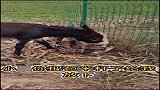 草原霸主鬣狗来袭，毛驴不慌不忙反击，以后草原归我管