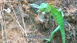 毒蛇在它眼里就像“零食”，冲上去就是活吞，镜头记录全过程