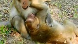 小猴子咬猴宝特别点，帮我妈妈宝宝叫妈妈，可怜的宝宝