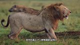 鬣狗vs猎豹，鬣狗终于决定和猎豹大干一场，结果却意外了