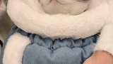 你们说土豆的小屋还差点什么呢？vlog萌宠日常
