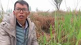 下着小雨钓鲫鱼，七星漂放下就顶漂，鲫鱼钓过瘾了