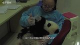 熊猫偷溜进公室“大闹天宫”，被逮住不悔改，把奶妈欺负得喊救命