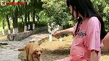 金毛传递正能量，帮助路边小姐姐，潸然泪下的真感情！