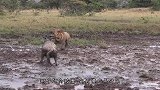 狮群把野牛逼到水里，原本势在必得，却突然全部撤退