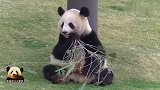 乖巧无比的熊猫樱浜坐在草地上吃播，治愈系的微笑脸超可爱