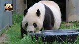 雨停了，熊猫旦旦终于能出来散散步了，走路姿势好淑女