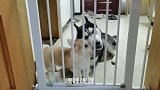 哈士奇：二真的会遗传吗小柯基也不是我儿子呀！