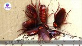 饿了5天的100只蟑螂，丢进去一条蚂蟥后，场面失控了！