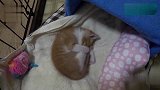 小奶猫咪渐熟自己名字，奶声奶气回应！