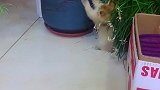 一只自娱自乐的小猫，好可爱呀！