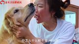 主人患病将金毛抛弃，再见时相拥而泣，实在让人泪目！