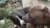 比特犬夫妇当着孩子的面吵架，小比特好像已经习以为常了，可怜