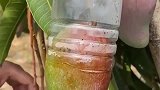芒果上为什么套塑料瓶，估计只有农村人，才知道其中的道理！