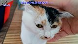 小流浪猫手术后没瘦反胖了，洗澡后变化真大，乖巧的样子让人心疼