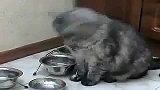 生活-猫咪要吃饭敲盆子