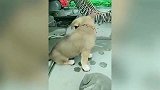 狗子 你信不信我能把自己看丢了