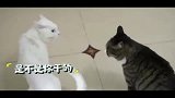 两只猫打起来了，旁边的猫赶紧来劝架。