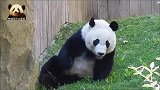 搞笑的熊猫贝贝连续打了9个滚，嗨到飞起，观众被逗的哈哈乐