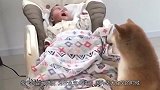 主人安慰柴犬，越安慰越生气，没有什么是一个亲亲解决不了的